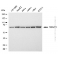 KO-Validated FERMT2 Mouse mAb (20 μl)