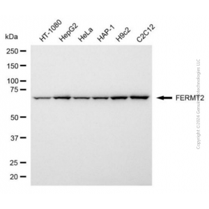 KO-Validated FERMT2 Mouse mAb (20 μl)