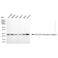 KO-Validated ARHGDIA Mouse mAb (20 μl)
