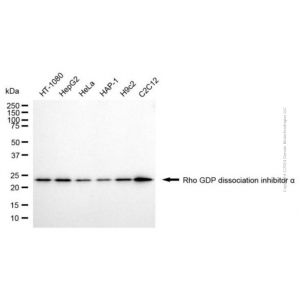 KO-Validated ARHGDIA Mouse mAb (20 μl)