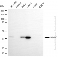 KO-Validated HLA-C Mouse mAb (20 μl)