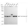 KO-Validated TP53 Rabbit pAb (20 μl)