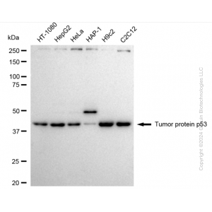 KO-Validated TP53 Rabbit pAb (20 μl)