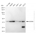 KO-Validated BCKDK Rabbit pAb (20 μl)