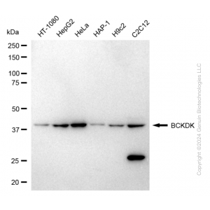 KO-Validated BCKDK Rabbit pAb (20 μl)