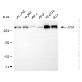 KO Validated ATM Rabbit mAb (20 μl)