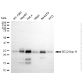 KO Validated BCL2L11 Rabbit mAb (20 μl)