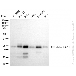 KO Validated BCL2L11 Rabbit mAb (20 μl)