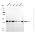 KO Validated CREB1 Mouse mAb (20 μl)
