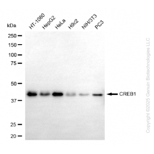 KO Validated CREB1 Mouse mAb (20 μl)