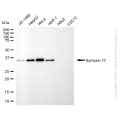 KO-Validated STX17 Mouse mAb (20 μl)