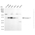 KO-Validated STX17 Mouse mAb (20 μl)