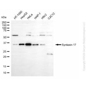 KO-Validated STX17 Mouse mAb (20 μl)