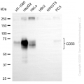 KO-Validated CD55 Rabbit mAb (20 μl)