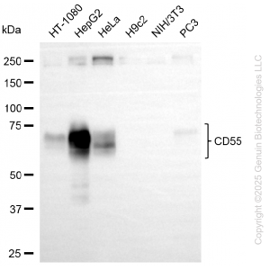 KO-Validated CD55 Rabbit mAb (20 μl)