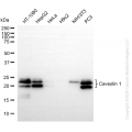 KO-Validated CAV1 Rabbit mAb (20 μl)