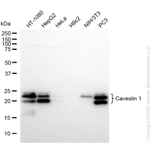 KO-Validated CAV1 Rabbit mAb (20 μl)