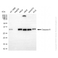 KO-Validated CASP6 Rabbit mAb (20 μl)