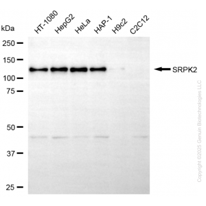 KO-Validated SRPK2 Mouse mAb (20 μl)