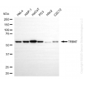 KO-Validated TRIM7 Mouse mAb (20 μl)