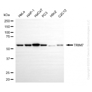 KO-Validated TRIM7 Mouse mAb (20 μl)