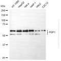 KO-Validated PDP1 Mouse Oligoclonal Antibody (20 μl)