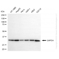 KO-Validated GAPDH Mouse mAb (20 μl)