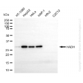 KO-Validated HADH Mouse mAb (20 μl)