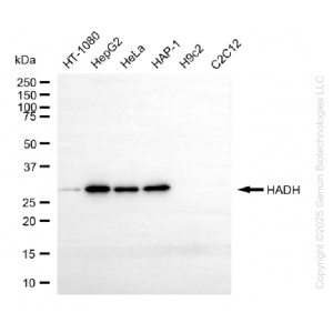 KO-Validated HADH Mouse mAb (20 μl)