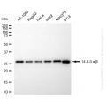KO-Validated YWHAB Rabbit mAb (20 μl)