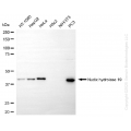 KO-Validated NUDT19 Rabbit mAb (20 μl)