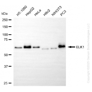 KO-Validated ELK1 Rabbit mAb (20 μl)