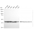 KO-Validated RPSA Rabbit mAb (20 μl)