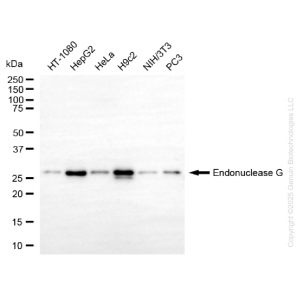 KO-Validated ENDOG Rabbit mAb (20 μl)