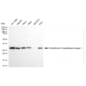 KO-Validated GSTO1 Rabbit mAb (20 μl)