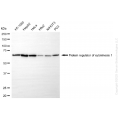 KO-Validated PRC1 Rabbit mAb (20 μl)