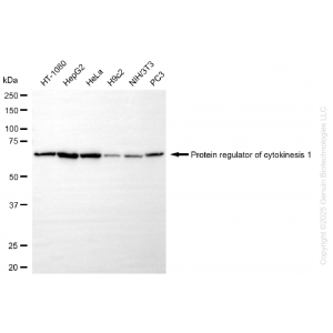 KO-Validated PRC1 Rabbit mAb (20 μl)