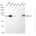 KO-Validated YAP1 Rabbit mAb (20 μl)