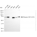 KO-Validated Phospho-YAP1 (S127) Rabbit mAb (20 μl)