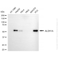KO-Validated ALDH1A3 Mouse mAb (20 μl)