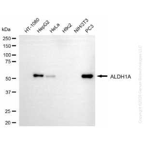 KO-Validated ALDH1A3 Mouse mAb (20 μl)