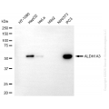 KO-Validated ALDH1A3 Mouse mAb (20 μl)