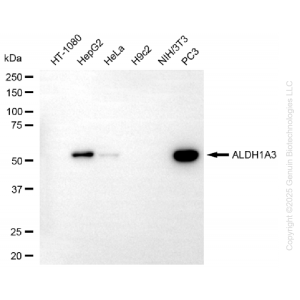KO-Validated ALDH1A3 Mouse mAb (20 μl)