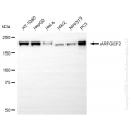 KO-Validated ARFGEF2 Rabbit mAb (20 μl)