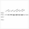 Anti-beta Tubulin Rabbit pAb (100 μl)