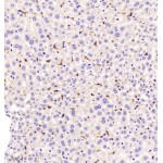 Anti-ADGRE1 Rabbit pAb (100 μl)
