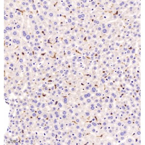 Anti-ADGRE1 Rabbit pAb (100 μl)