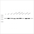 Anti-VEGFA Rabbit pAb (100 μl)