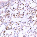 Anti-CD11b Rabbit pAb (100 μl)