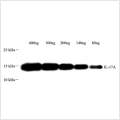 Anti-IL-17 Rabbit pAb (100 μl)